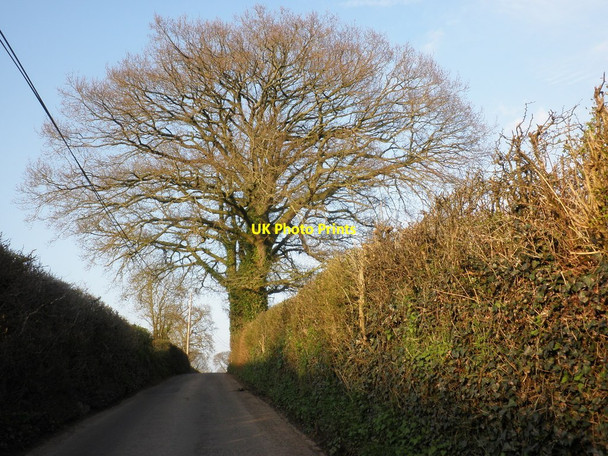 Photo 6"x4" Minor road to Talaton Larkbeare c2010