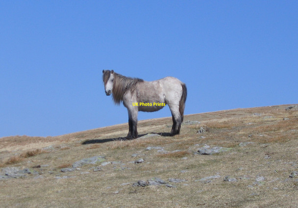Photo 6"x4" Welsh Mountain Pony on Drum Carnedd Penyborth-goch c2010
