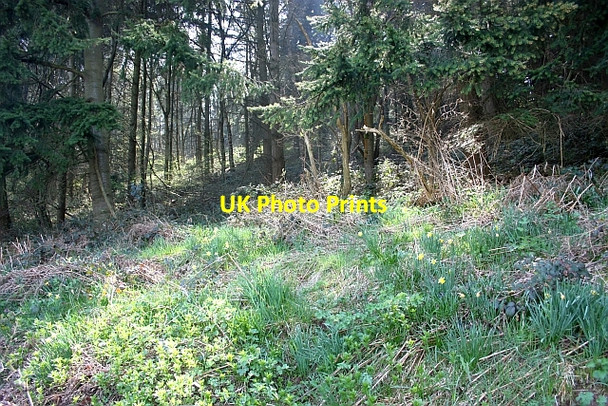 Photo 6"x4" Grove Coppice Fairfields\/SO7432 c2010