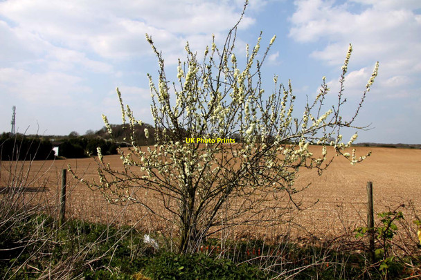 Photo 6"x4" Tree in blossom near Marlow Garden Centre Marlow\/SU8586 c2010