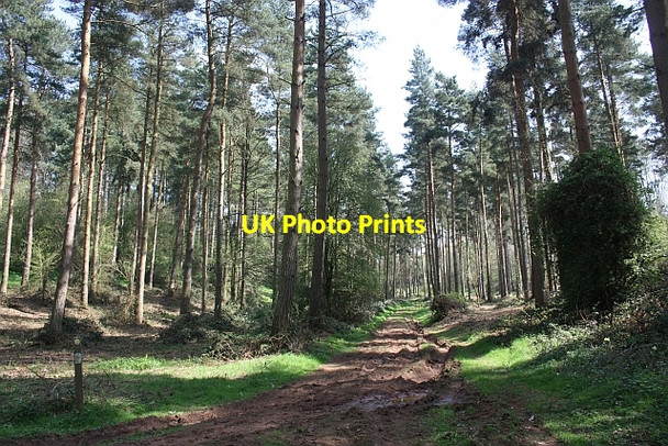 Photo 6"x4" Path through Cobhill Rough Murrell's End\/SO7430 c2010