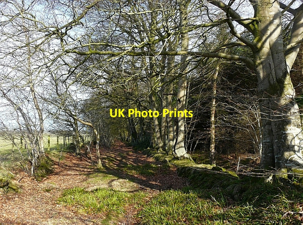 Photo 6"x4" Northern boundary of Hethermoor Plantation Hetherside c2010