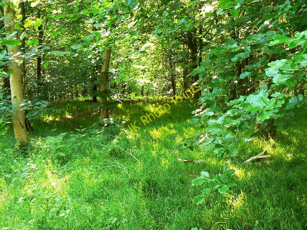 Photo 6"x4" Savernake Forest near Great Lodge Drive Stitchcombe c2009
