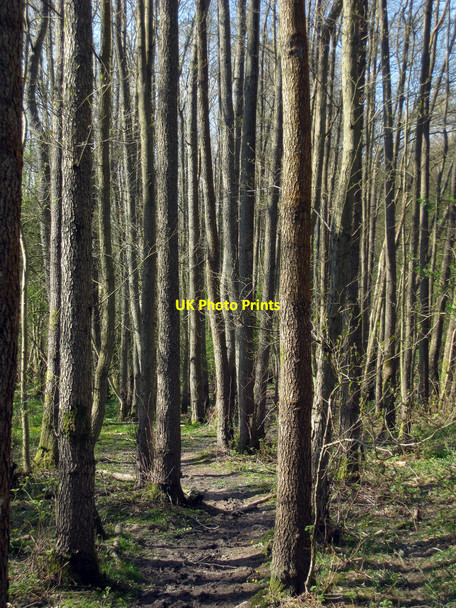 Photo 6"x4" Woodland Path Cowden\/TQ4640 c2010
