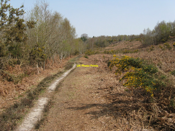 Photo 6"x4" Path through heathland area of Ashdown Forest Duddleswell c2010