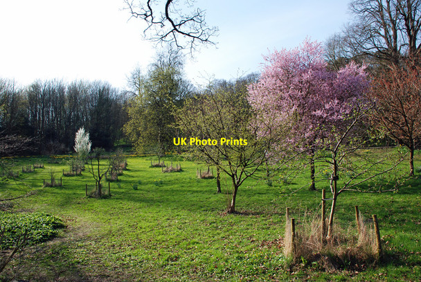 Photo 6"x4" Community Orchard, Grange over Sands Grange-Over-Sands c2010 P1