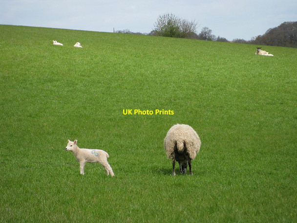 Photo 6"x4" New life in Linton Linton Hill\/SO6624 c2010