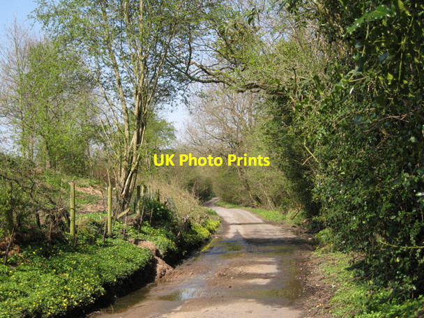 Photo 6"x4" Sparrow Cock Lane near Chadwick Cottage Farm Oldwich Lane c2010