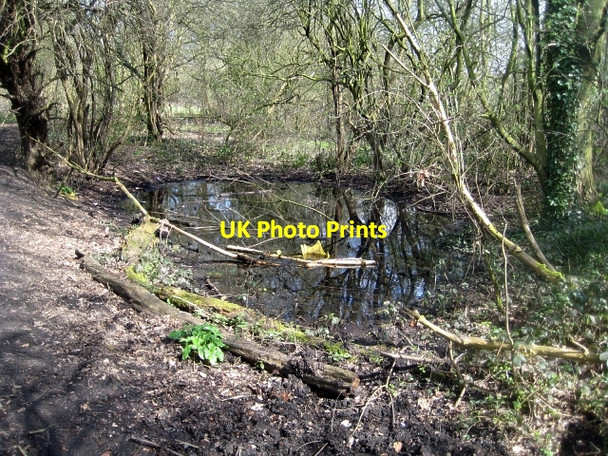 Photo 6"x4" Around Stanley Marsh Nature Reserve (2) Stanley\/SE3424 c2010