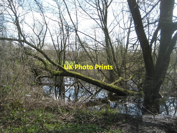 Photo 6"x4" Around Stanley Marsh Nature Reserve (3) Stanley\/SE3424 c2010