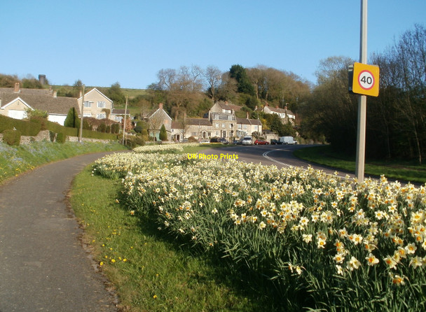 Photo 6"x4" Old Sodbury, daffodils Old Sodbury c2010