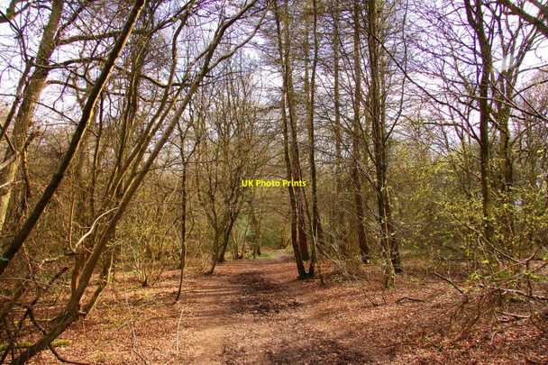 Photo 6"x4" Trail through the wood Wendover c2010