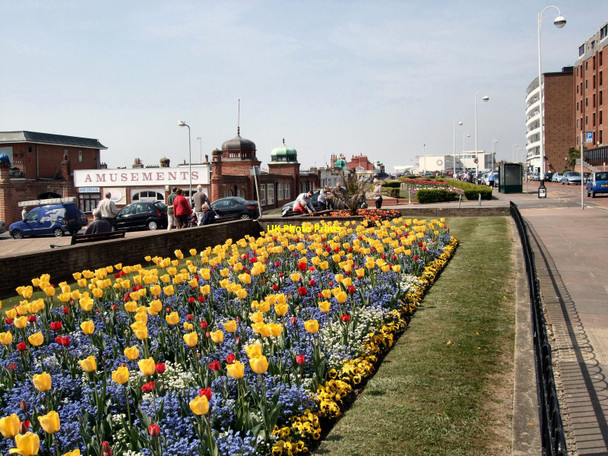 Photo 6"x4" Daffodils on Bexhill Seafront Bexhill c2010
