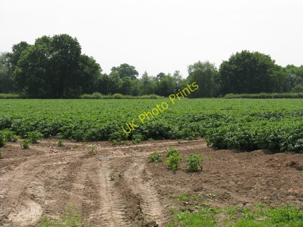 Photo 6"x4" Field Near Kingsfield Kingsfield\/SO5249 c2009