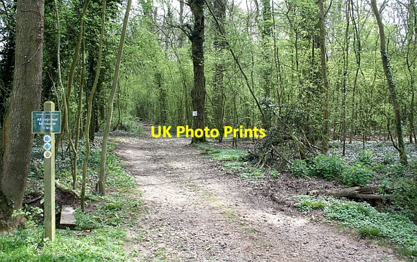 Photo 6"x4" Footpath to Downend Hardwick Green c2010