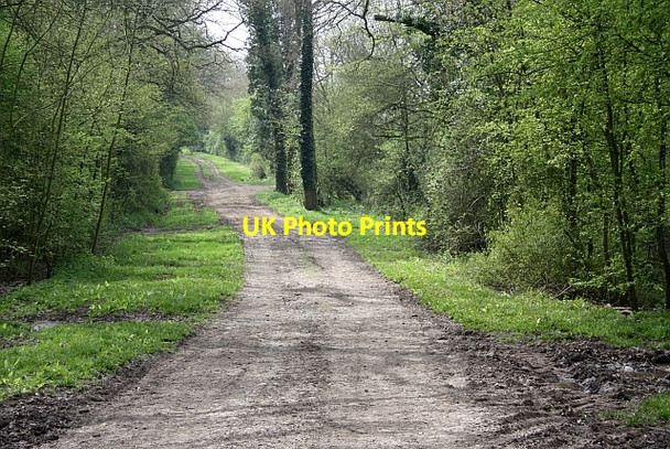 Photo 6"x4" The old road to Swinley Green Hardwick Green c2010