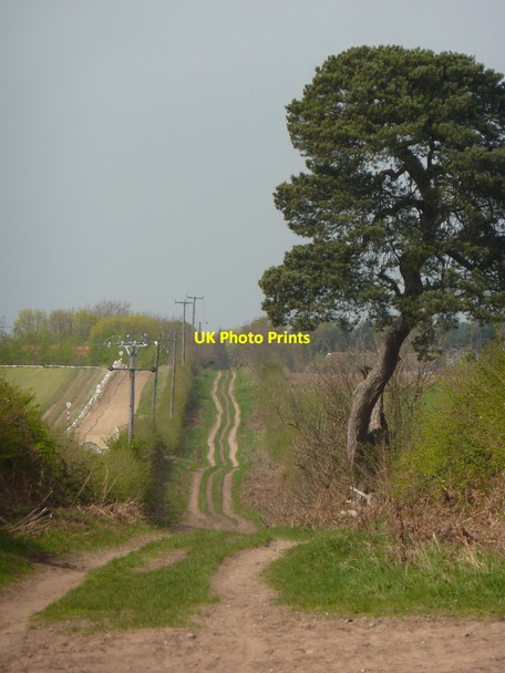 Photo 6"x4" Track past lone pine tree Babworth c2010