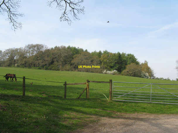 Photo 6"x4" Park Mound a Motte and Bailey in Pulborough Plantation Hardham c2010