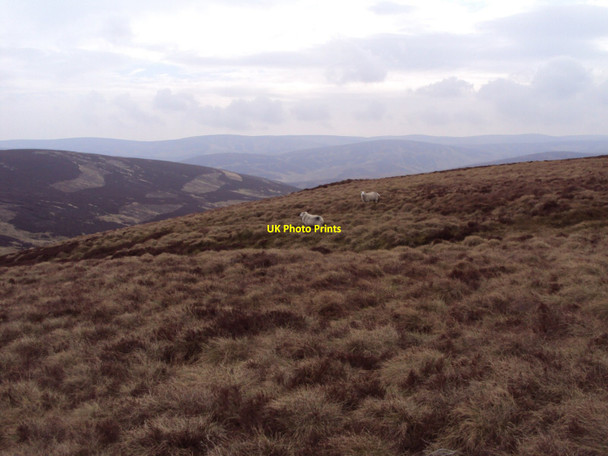 Photo 6"x4" Sheep below Sandy Hill Warm Burn c2010