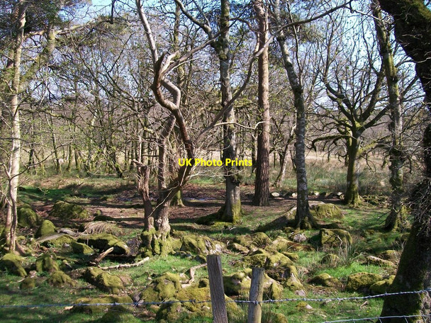 Photo 6"x4" Woodland east of the Ymwlch road Golan c2010