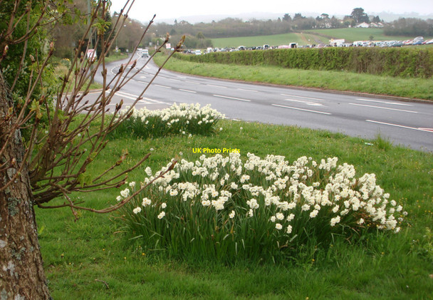 Photo 6"x4" Narcissi by the Brixham Road Broadsands c2010