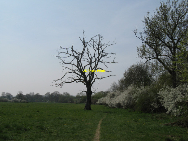 Photo 6"x4" Dead tree by the Wey-South Path Billingshurst c2010