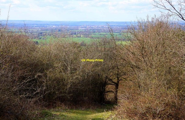 Photo 6"x4" Woods on Coombe Hill Wendover c2010