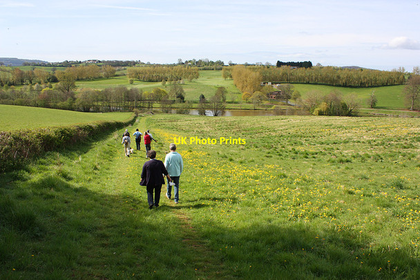 Photo 6"x4" Dandelions galore Shutton c2010