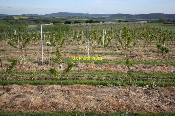 Photo 6"x4" The cherry orchard Old Gore c2010
