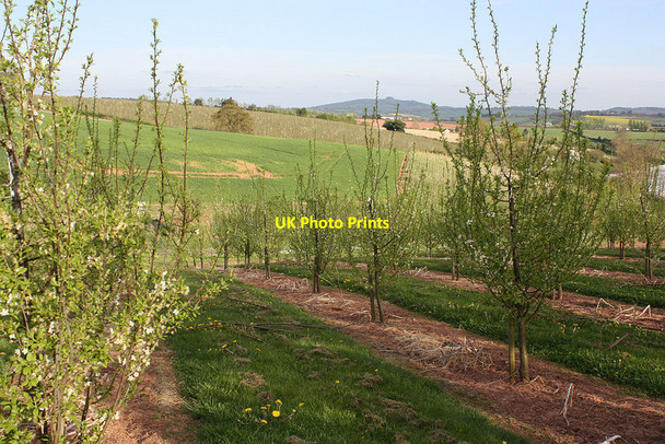 Photo 6"x4" View to May Hill across a damson orchard Old Gore c2010