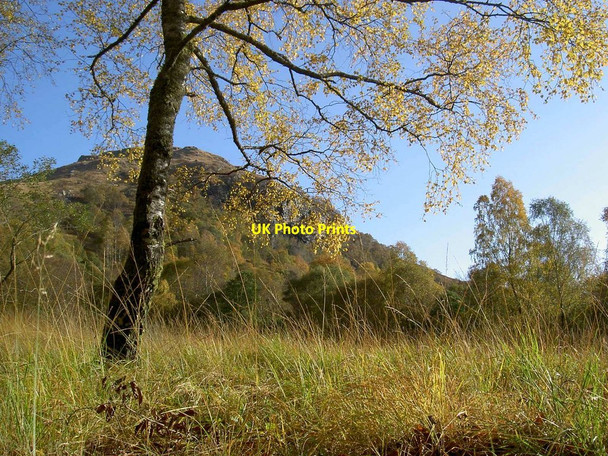 Photo 6"x4" Trees on the turn, Kinlochleven Kinlochmore c2008