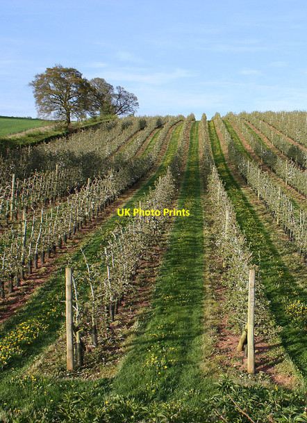 Photo 6"x4" Apple orchard in springtime Old Gore c2010