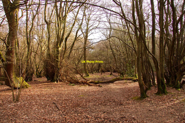Photo 6"x4" Low Scrubs Wendover c2010