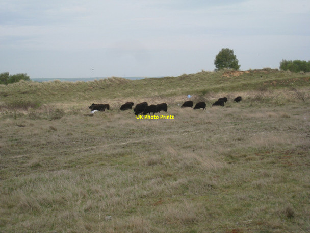 Photo 6"x4" Black Sheep on Risby Warren High Risby c2010
