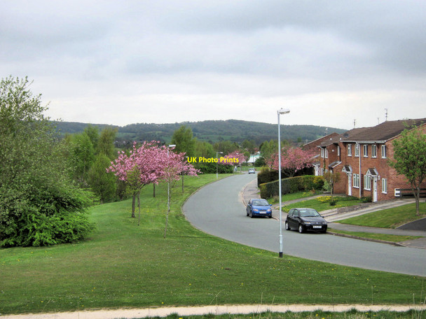 Photo 6"x4" Cherry blossom on Thames Drive Biddulph c2010
