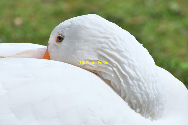 Photo 6"x4" Resting white goose - Roath Park, Cardiff Roath Park c2010