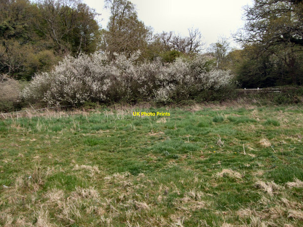 Photo 6"x4" May Blossom Godleys Green c2010