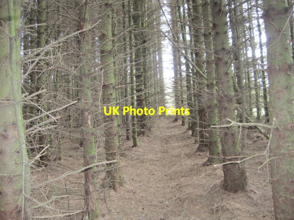 Photo 6"x4" Footpath through High Plantation Sweet Sike c2010