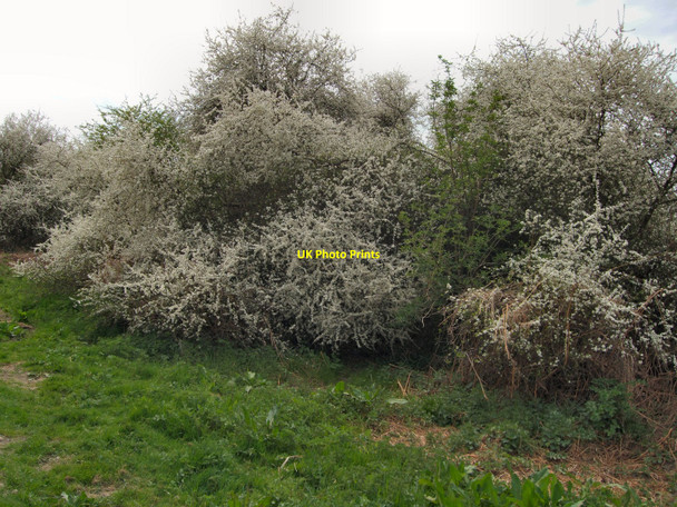 Photo 6"x4" May Blossom on Ditchling Common Burgess Hill c2010