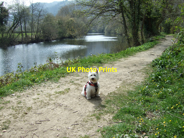 Photo 6"x4" Rosie and the Afon Conwy Betws-y-Coed c2010