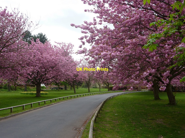 Photo 6"x4" Cemetery driveway in the spring Retford c2010
