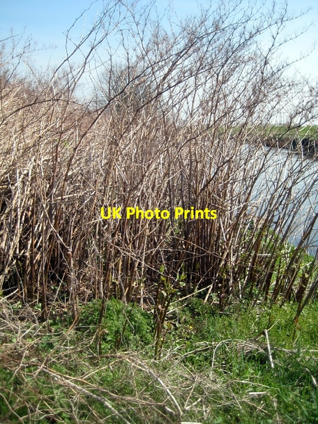 Photo 6"x4" Japanese Knotweed Bottom Boat c2010