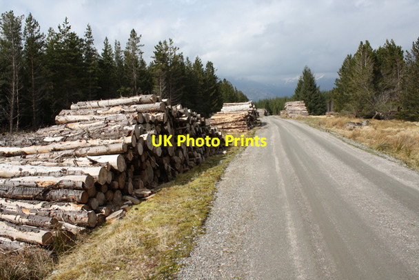 Photo 6"x4" Log piles in Corrour Forest Meallan Odhar\/NN4077 c2010
