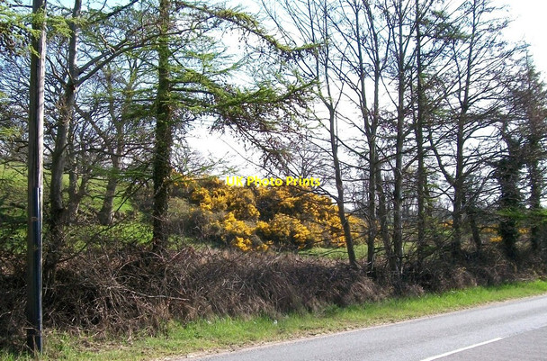 Photo 6"x4" Gorse covered knoll east of Pont Rhyd-y-gwystl Rhyd-y-gwystl c2010