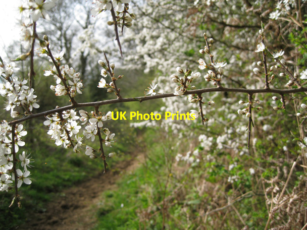 Photo 6"x4" Blackthorn (Prunus spinosa) Edgehill\/SP3747 c2010