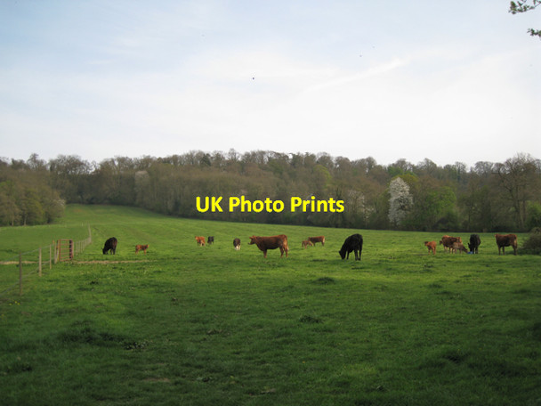 Photo 6"x4" Cows and calves near Radway Radway c2010