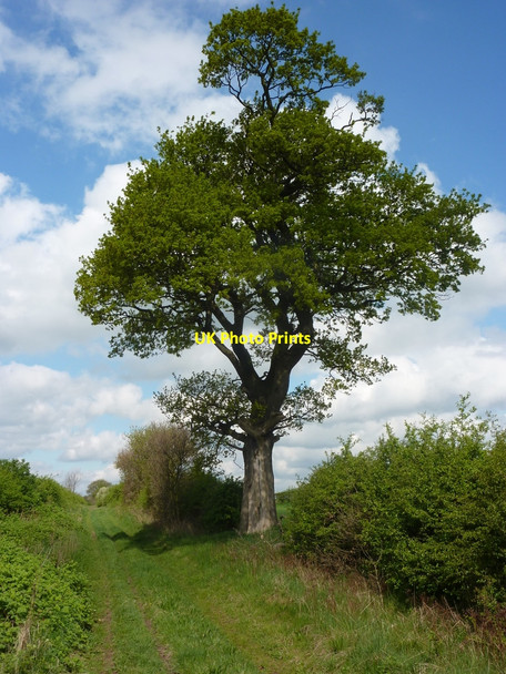 Photo 6"x4" Tree by Tinker Lane Bilby c2010