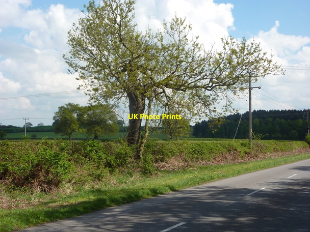 Photo 6"x4" Lane with tree on the verge Barnby Moor c2010