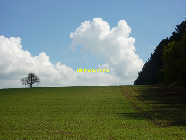 Photo 6"x4" Field and the north edge of Knives Hill Plantation Barnby Moor c2010