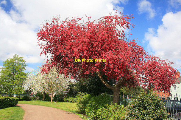 Photo 6"x4" Red blossomed tree Long Eaton c2010